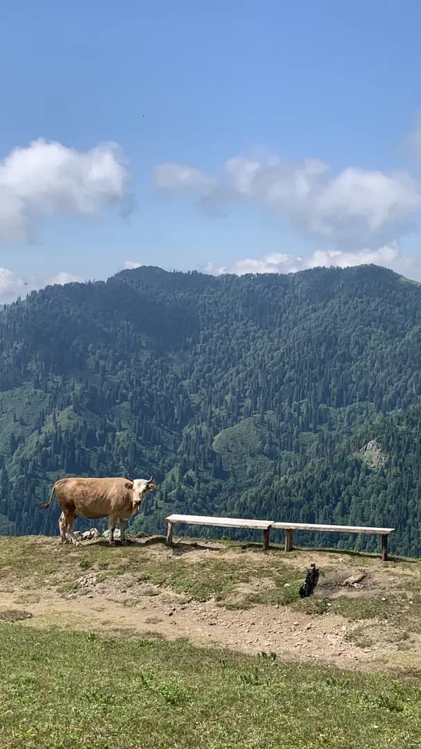 Macahel Fotoğrafı 29