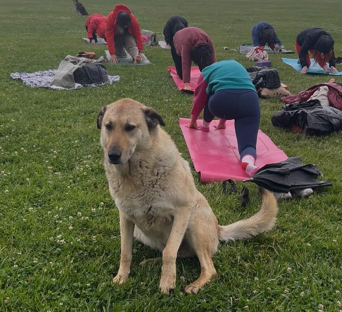 Kahvesine Yoga Fotoğrafı 10